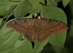 Ascalapha odorata