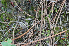 Peltigera polydactylon