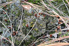 Peltigera polydactylon