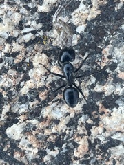 Camponotus laevissimus