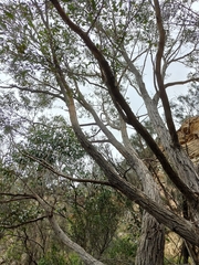 Eucalyptus baxteri