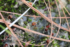 Peltigera polydactylon