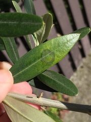 Venturia oleaginea