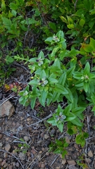 Gentianaceae
