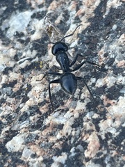 Camponotus laevissimus