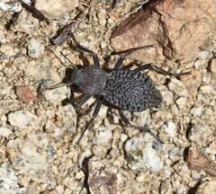 Philolithus morbillosus