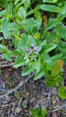 Gentianaceae
