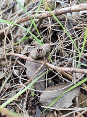 Eucalyptus baxteri