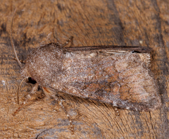 Lacinipolia meditata