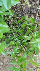 Gentianaceae