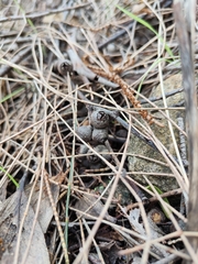 Eucalyptus baxteri
