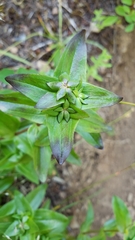 Gentianaceae