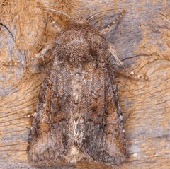 Lacinipolia meditata