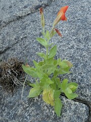 Erythranthe cardinalis