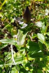 Gentianaceae