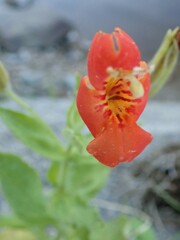 Erythranthe cardinalis