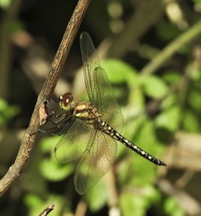 Hydrobasileus brevistylus