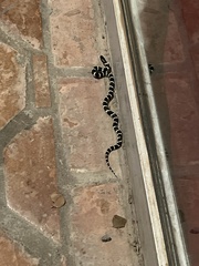 Lampropeltis californiae