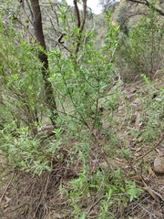 Prostanthera behriana
