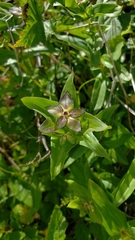 Gentianaceae
