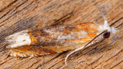 Eucosma raracana