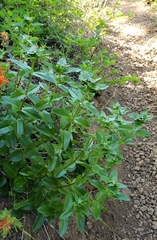 Gentianaceae