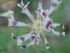 Trifolium obtusiflorum