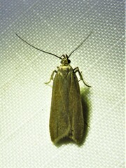 Acompsia cinerella