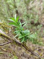 Prostanthera behriana