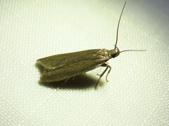 Acompsia cinerella