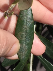 Venturia oleaginea