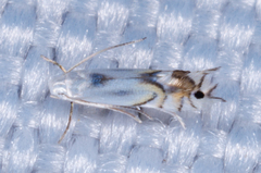 Phyllocnistis vitifoliella