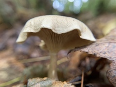 Clitocybaceae
