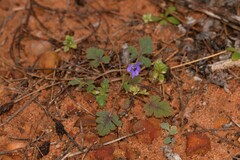 Erodium cygnorum