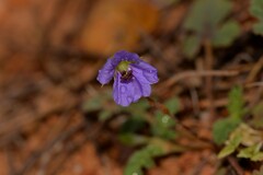 Erodium cygnorum