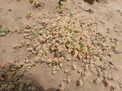 Chorizanthe cuspidata cuspidata