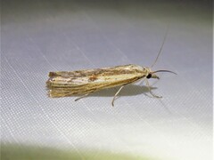 Agriphila inquinatella