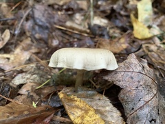 Clitocybaceae