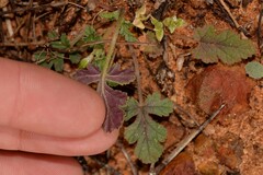 Erodium cygnorum