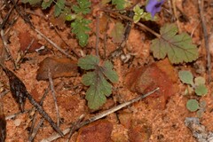 Erodium cygnorum