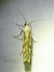 Agriphila inquinatella