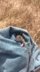 Microtus californicus