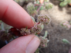Chorizanthe cuspidata cuspidata