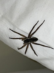 Dolomedes minor