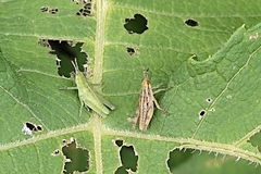 Sphenarium