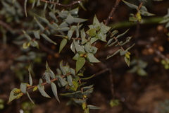 Melaleuca longistaminea
