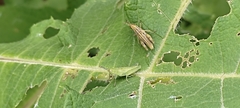 Sphenarium