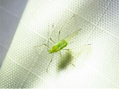 Macrosiphum euphorbiae