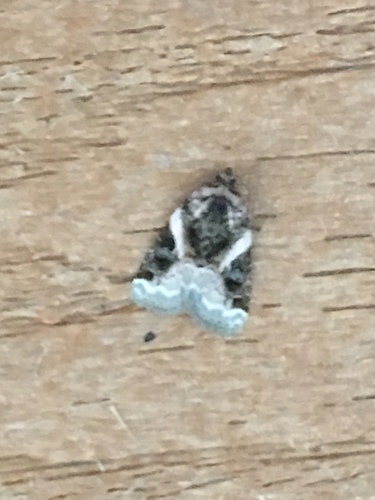Pink-barred Pseudeustrotia Moth photo 3
