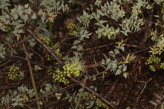 Melaleuca longistaminea